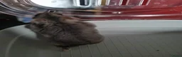 Hamster rodents for sale: Dwarf hamster  - Advert 2