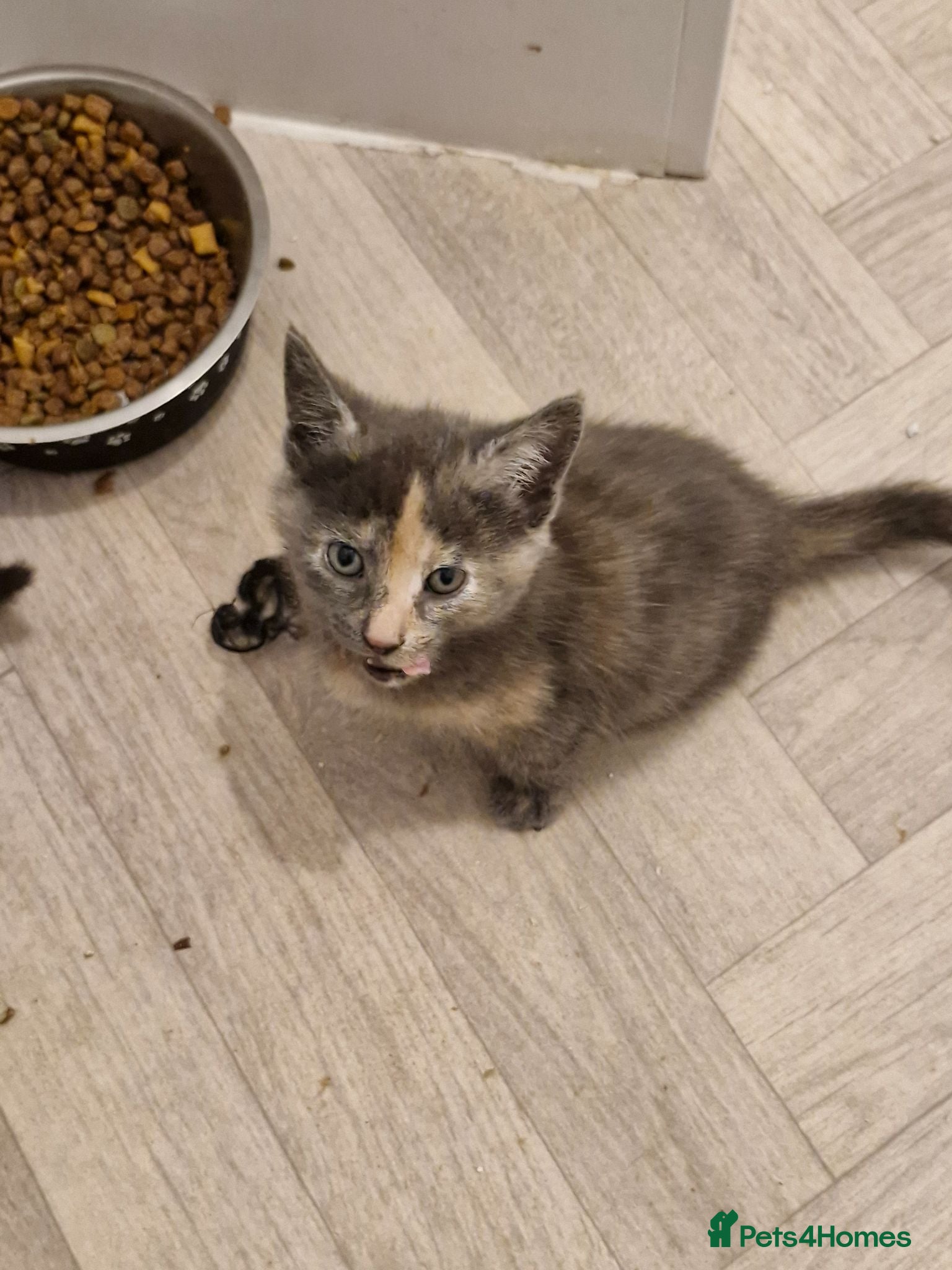 British Shorthair cats STUNNING RARE DILUTE CALICO KITTENS   - Advert 2