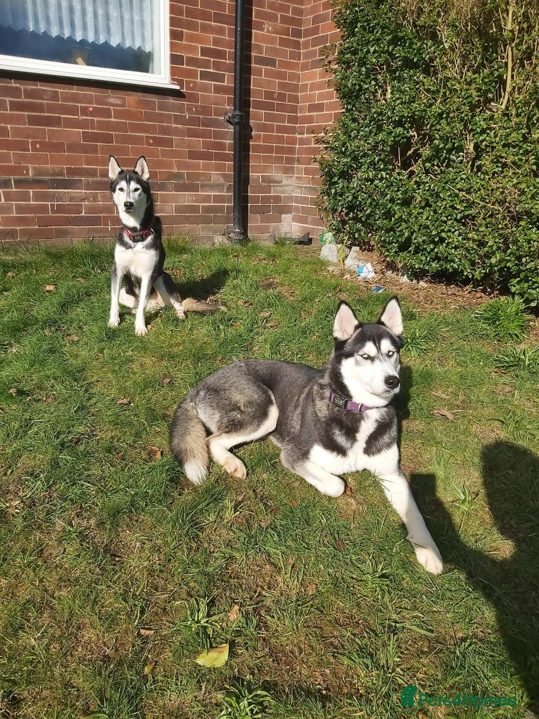 Siberian Husky dogs for sale: 💔 Urgent! Husky Duo (FREE Adoption) 💔 - Advert 2