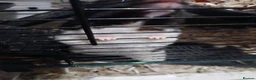 Hamster rodents for sale: Young female syrian hamster for sale  in Ilkeston - Advert 8