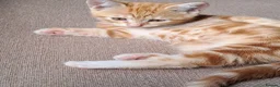 Mixed Breed cats for sale: Rare beautiful ginger tabby girl in Harlow - Advert 14