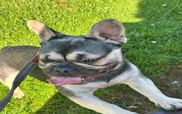 French Bulldog dogs for stud: Open for stud - Image 3