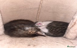 British Shorthair cats for sale: Brother & sister kittens  - Image 3
