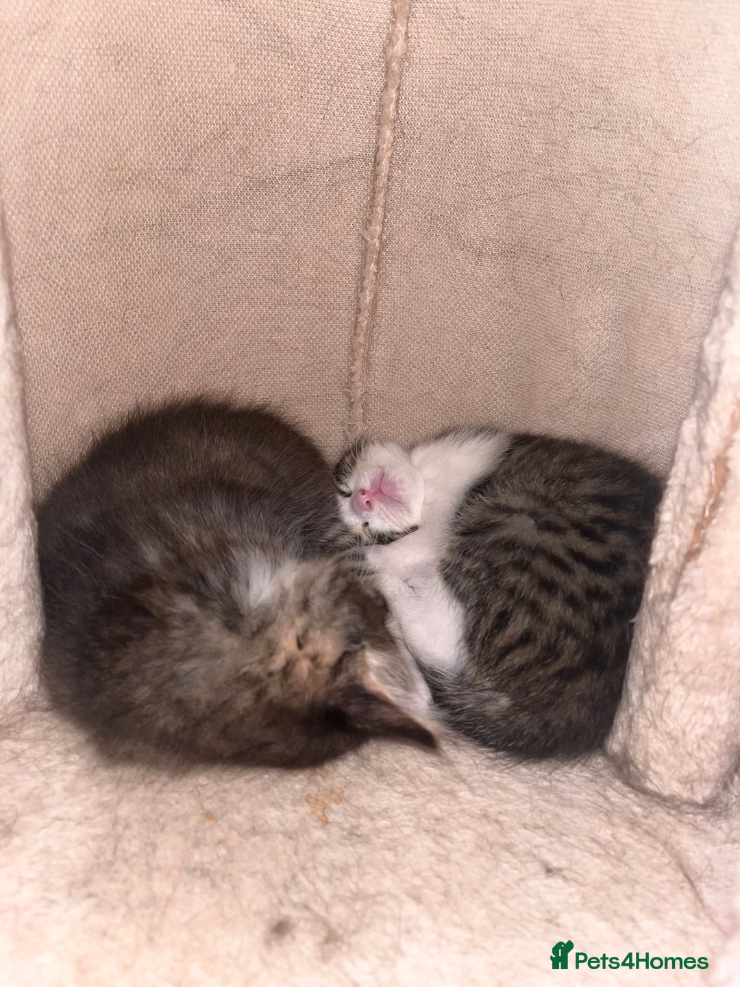 British Shorthair cats for sale: Brother & sister kittens  - Image 3