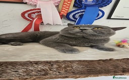British Shorthair cats for sale: GCCF registered Champion bloodline BSH kittens - Image 12