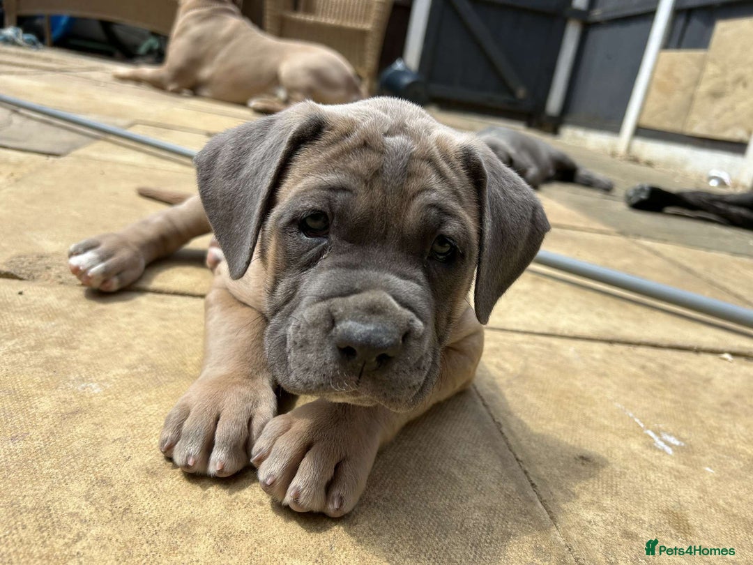Mastiff dogs for sale: Mastiffs pups in Bury Saint Edmunds - Image 26
