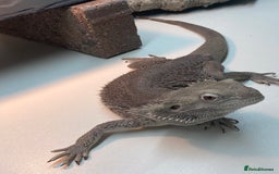 Bearded Dragon reptiles for sale: Zero morph  - Advert 6