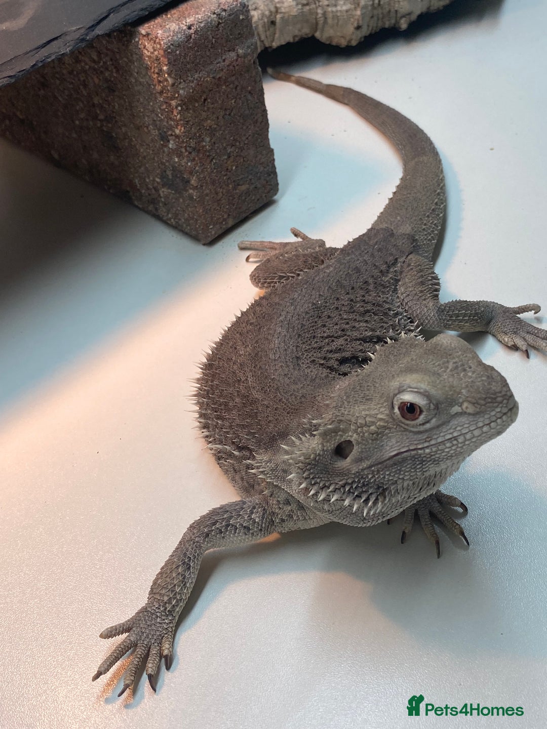 Bearded Dragon reptiles for sale: Zero morph  - Advert 6