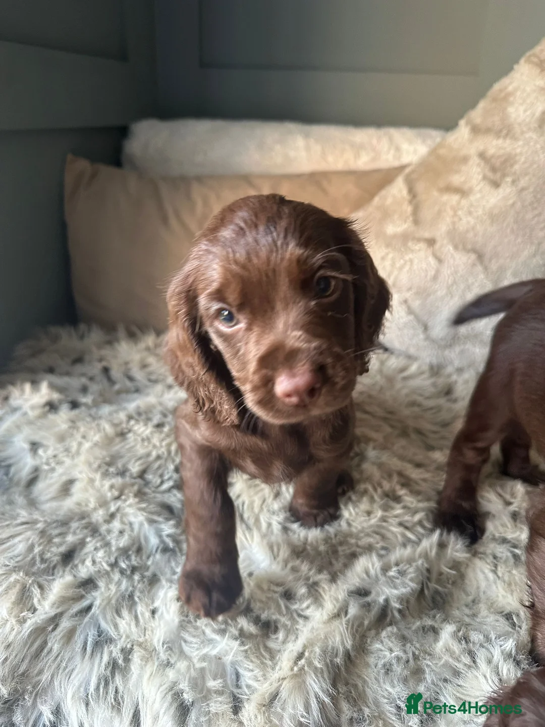 Cocker Spaniel dogs for sale: Working cocker spaniel puppies - Advert 6