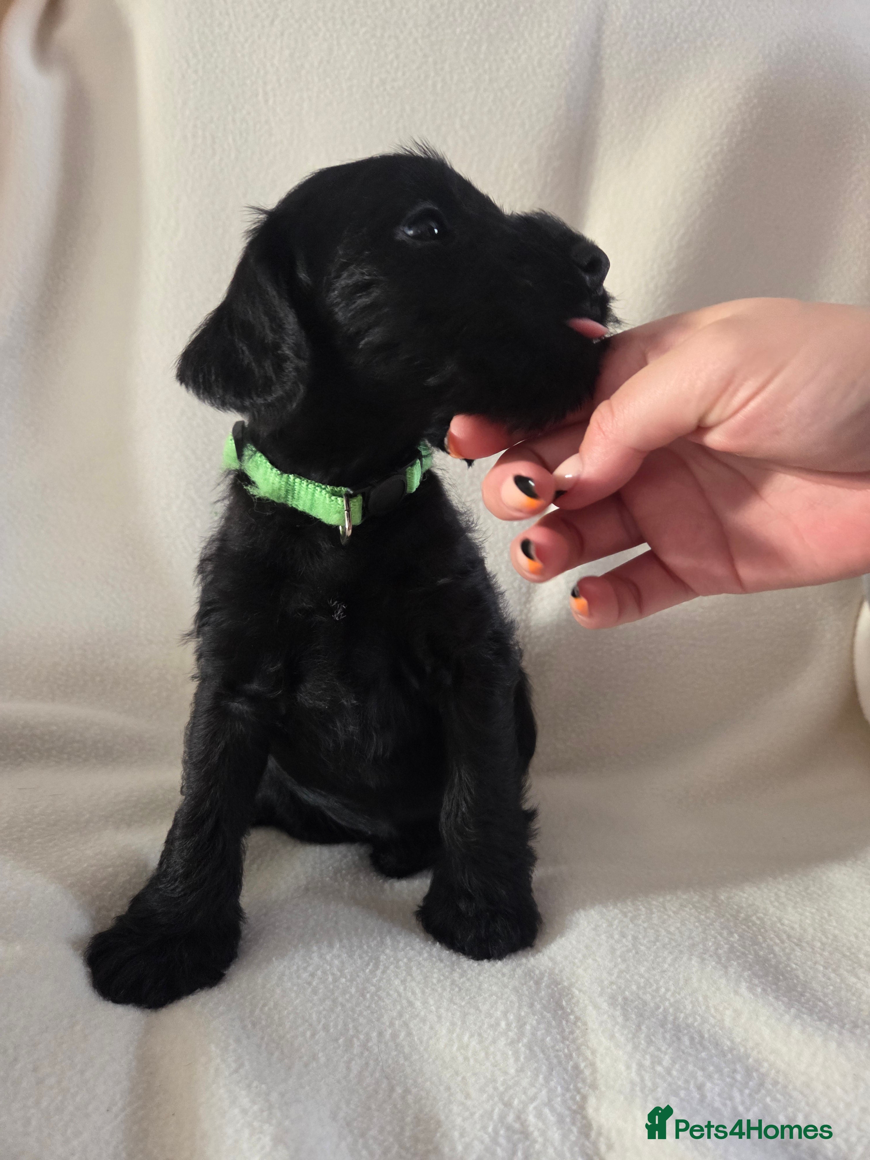 Mixed Breed dogs Beautiful Schnockapoo Puppies Seeking Loving Homes - Advert 19