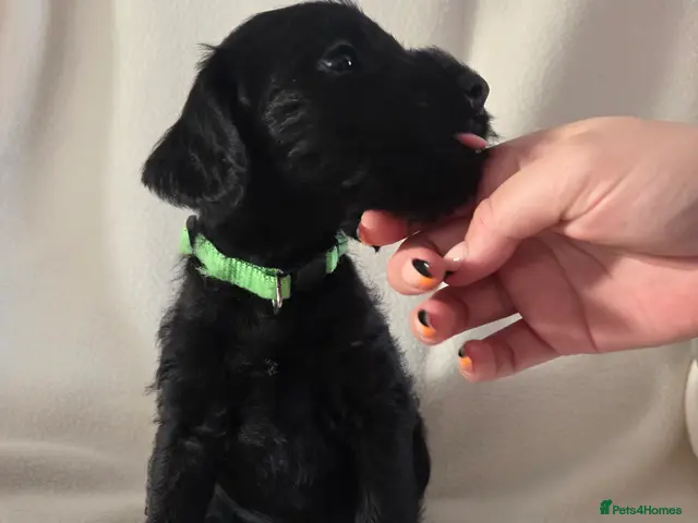 Mixed Breed dogs for sale: Only 2 boy left Schnockapoo Puppies - Advert 11