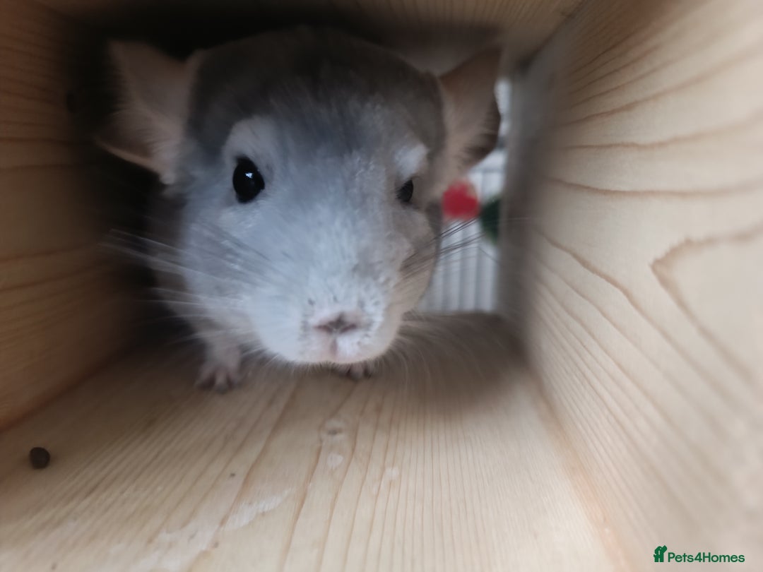 Chinchilla rodents for sale: Chinchillas for sale  - Advert 5