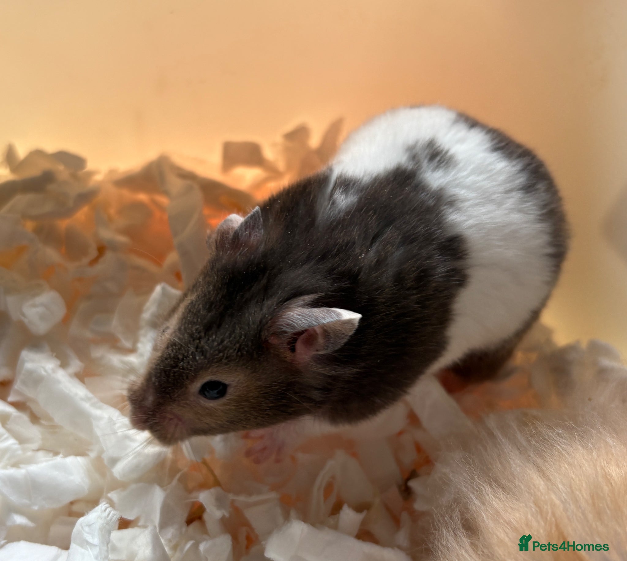 Hamster rodents Super friendly boy Syrian hamsters  - Advert 2