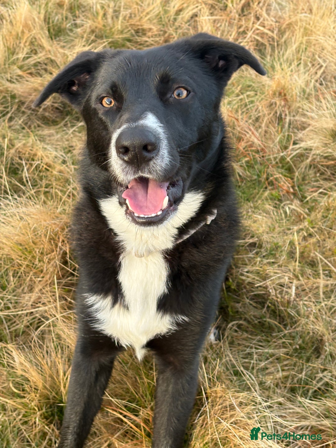 Mixed Breed dogs for sale: Home needed - 14 month old German Shepherd Collie  - Image 3