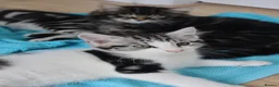 Mixed Breed cats for sale: Litter of 5 Kittens, 11 Weeks Old - Advert 4