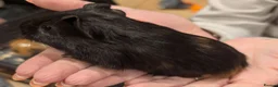 Guinea Pig rodents for sale: Male guinea pigs  - Advert 4