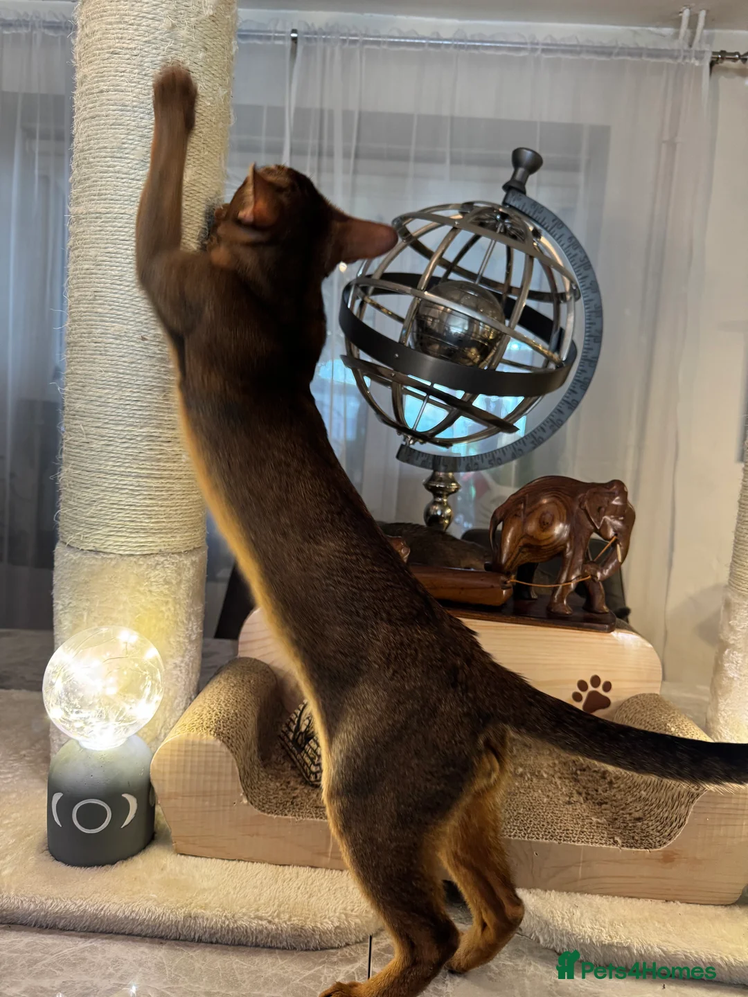 Abyssinian cats for stud: Champion Abyssinian. Tica registered for Stud - Advert 12