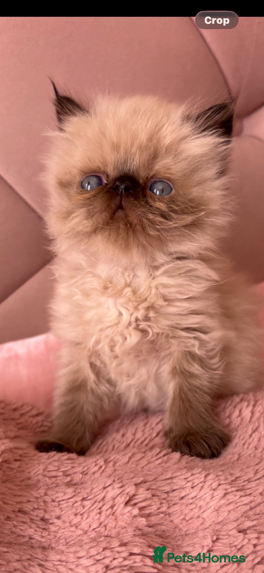 Persian cats Stunning Himalayan Persians - Advert 1