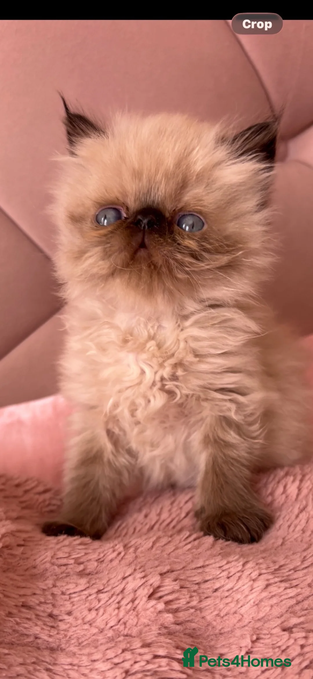 Persian cats for sale: Stunning Himalayan Persians - Advert 1