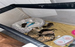 Mixed Breed cats for sale: 4 tabby kittens for sale  - Image 2