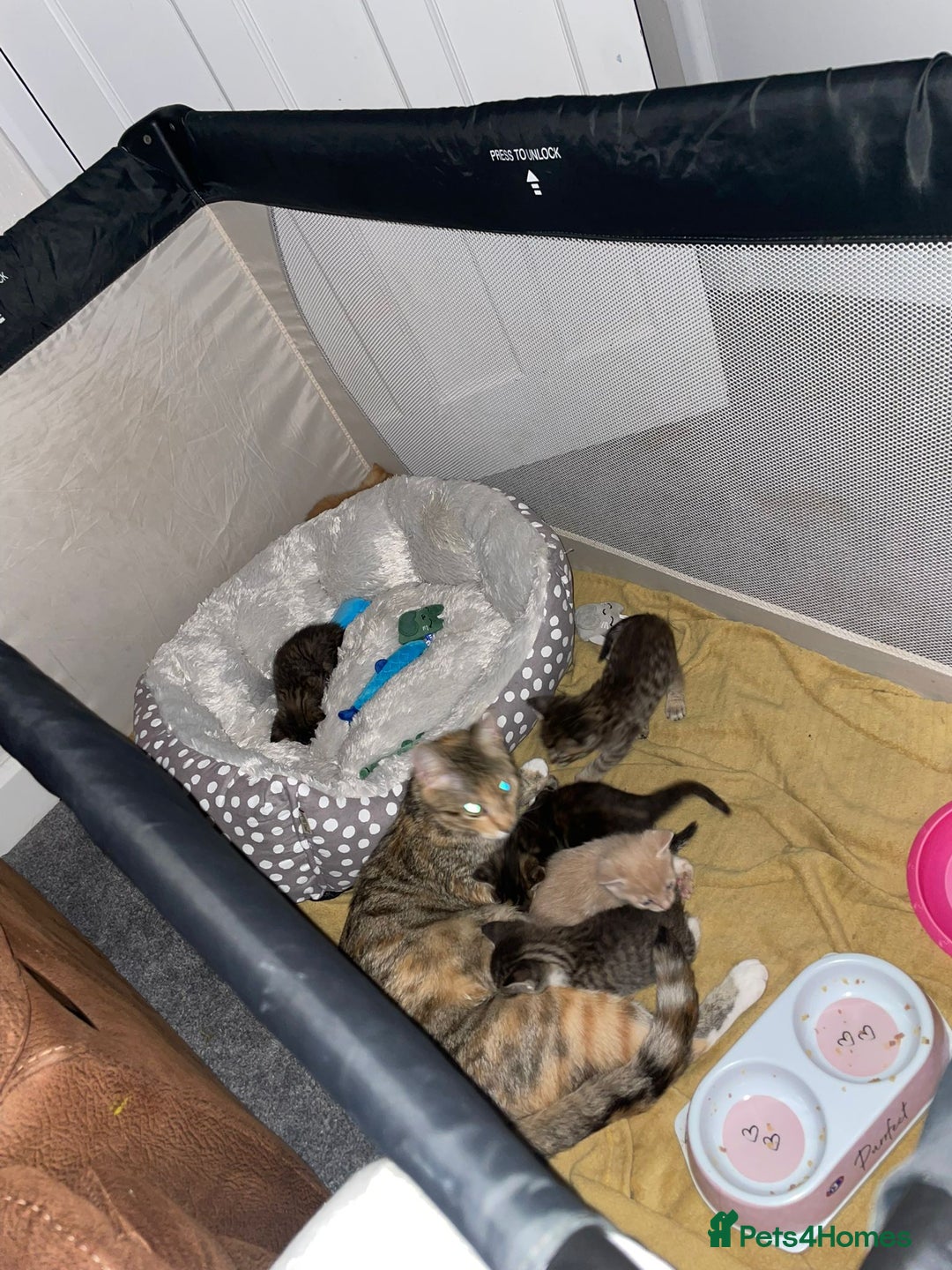 Mixed Breed cats for sale: 4 tabby kittens for sale  - Image 2