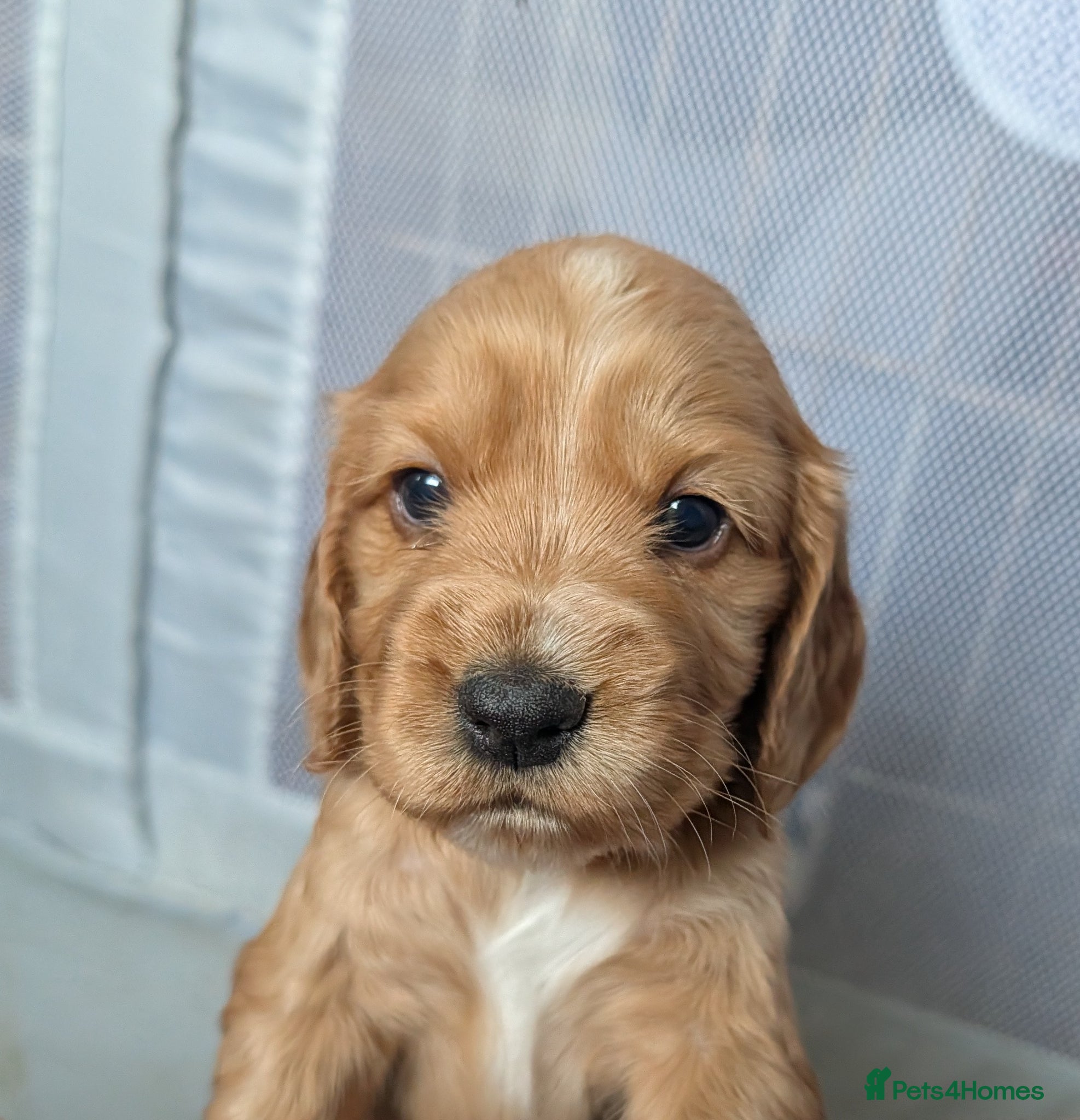 Cocker Spaniel dogs for sale: Beautiful cocker spaniel puppies  - Advert 17