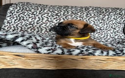 Boxer dogs for sale: Gorgeous boxer puppies for sale  - Image 2
