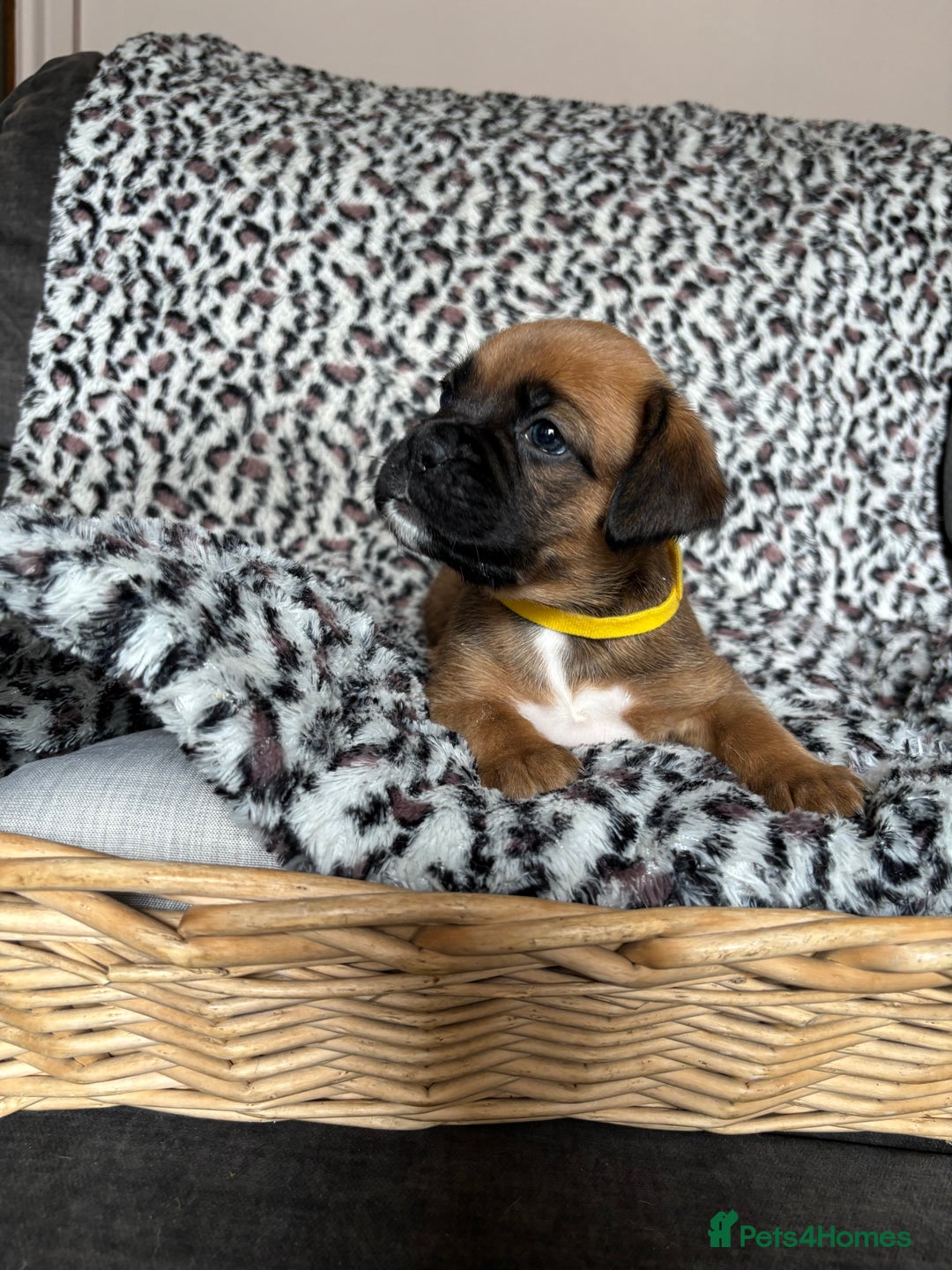 Boxer dogs for sale: Gorgeous boxer puppies for sale  - Image 2