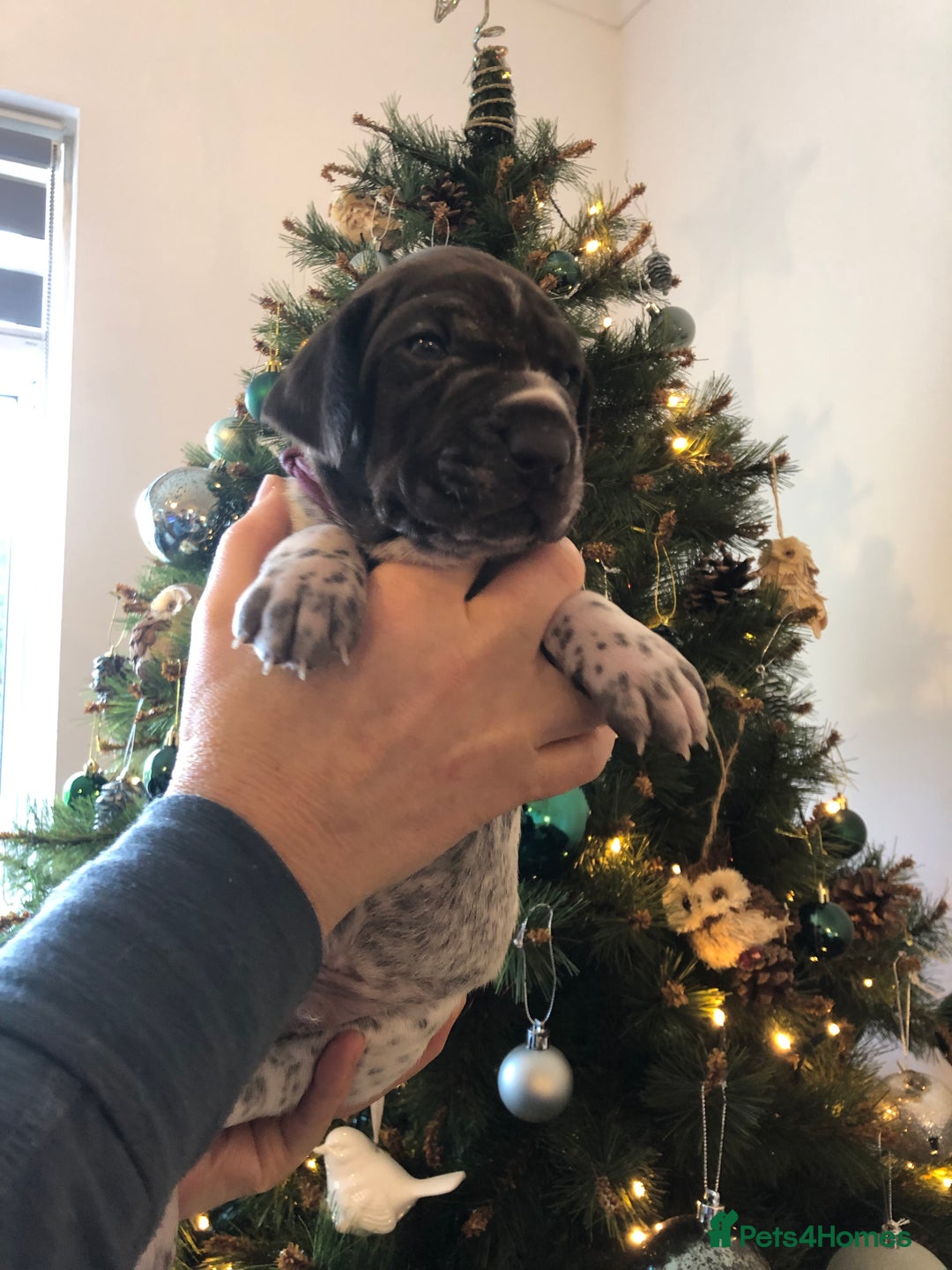 German Shorthaired Pointer dogs for sale: ALL RESERVED  - Advert 27