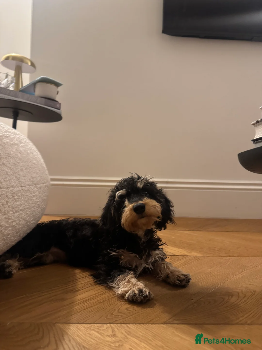 Doxiepoo dogs for sale: Beautiful Doxiepoo puppy  - Advert 2