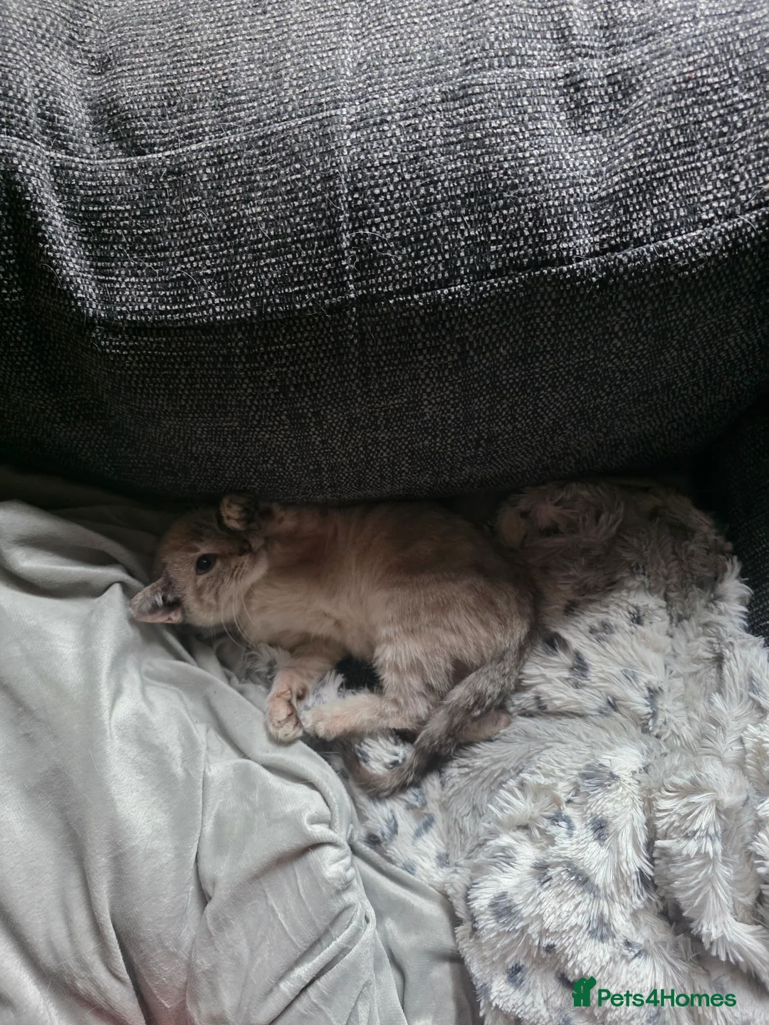 Mixed Breed cats for sale: Snow bengal x kittens ready now - Advert 11