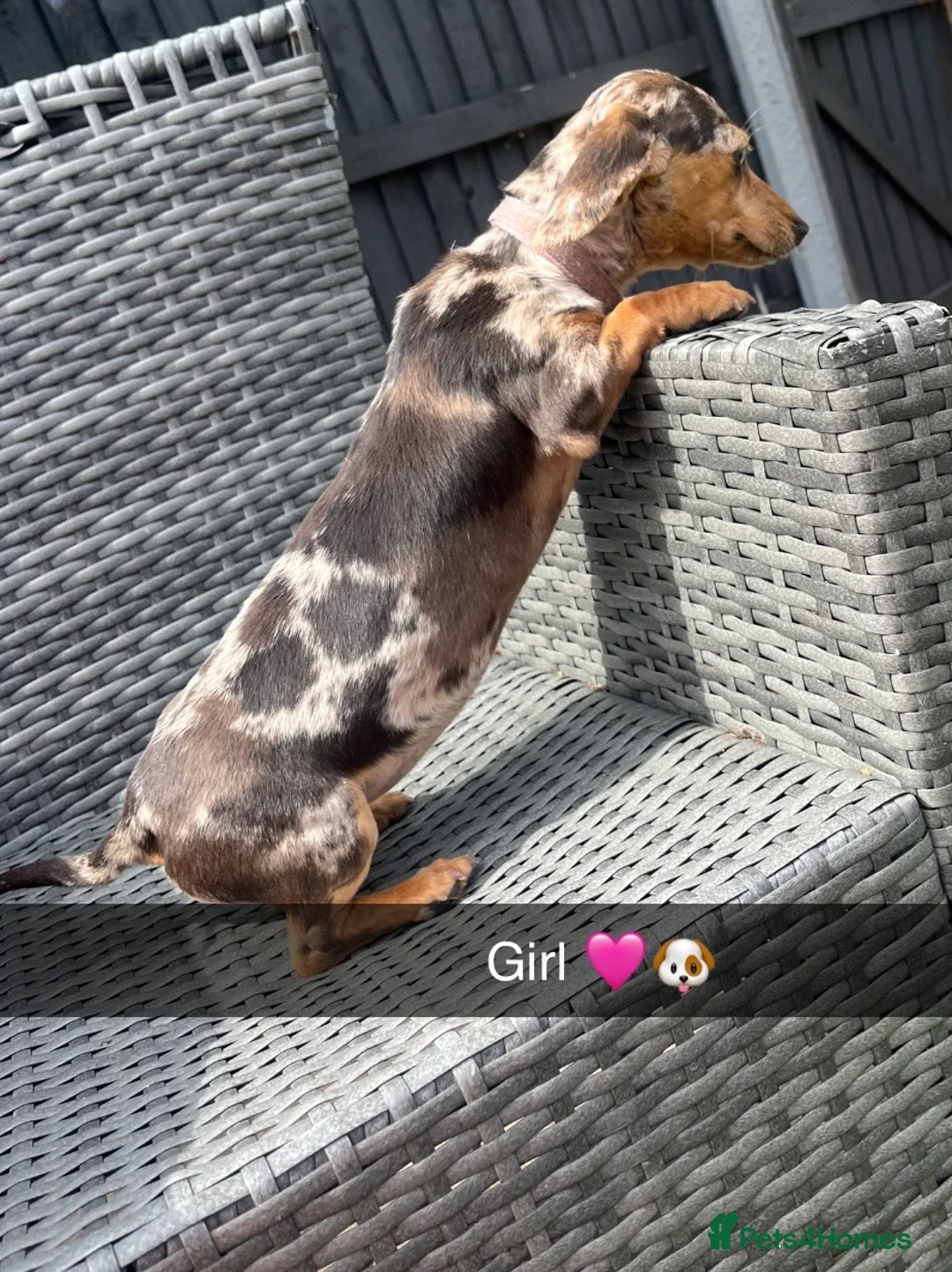 Dachshund dogs for sale: Dashund  in Wednesbury - Advert 2