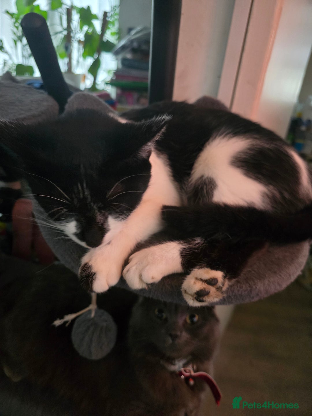 Mixed Breed cats for sale: Kittens for sale - Image 4