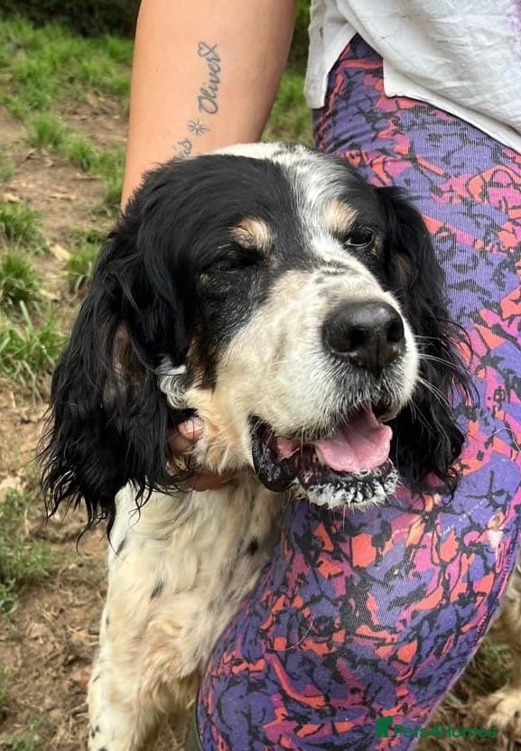 English Setter dogs Rayo  - Advert 6