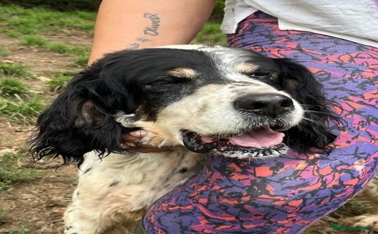 English Setter dogs - Advert 3