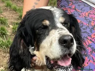 English Setter dogs Rayo - Advert 1