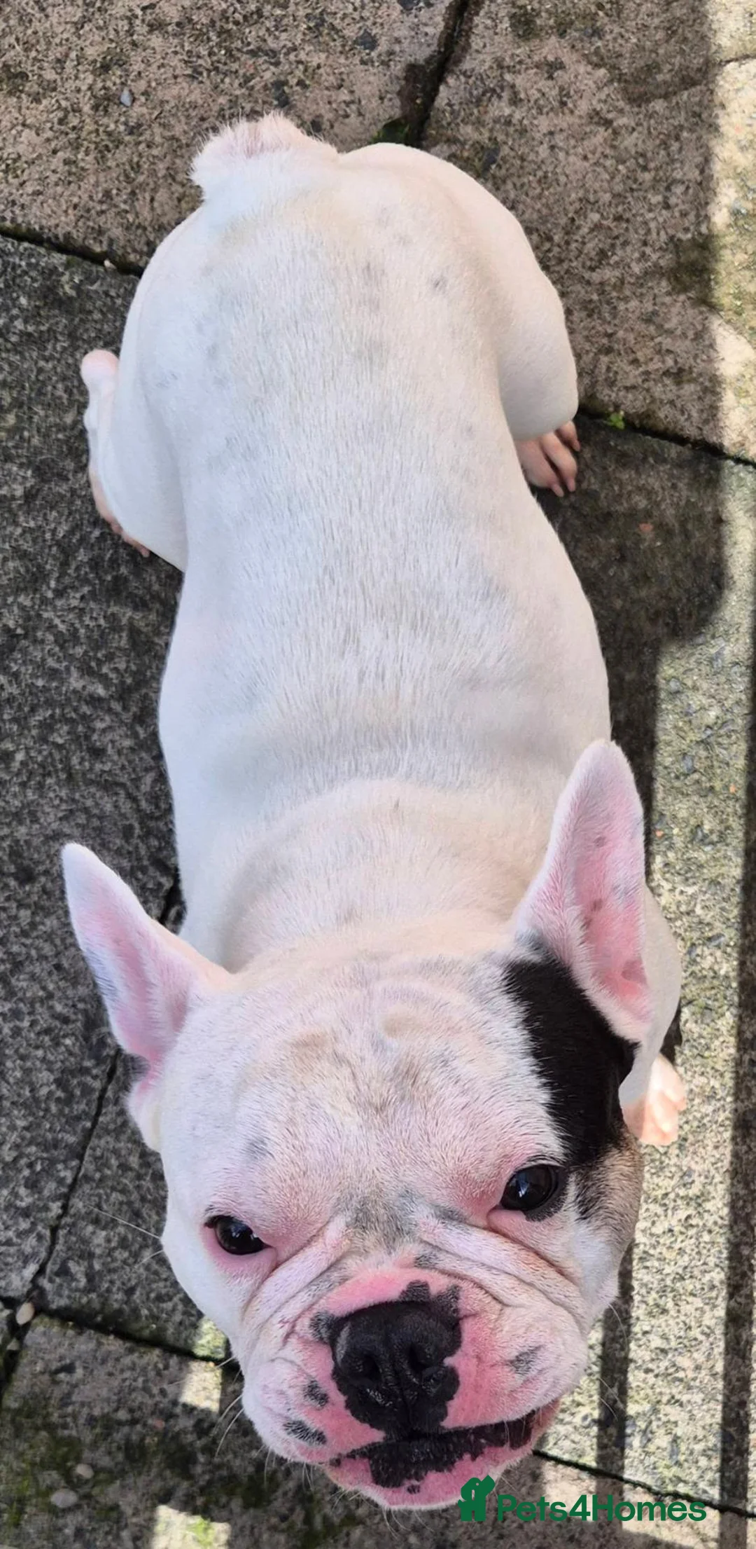 French Bulldog dogs for adoption: Quinn - In Ayr Looking for a home  - Advert 7