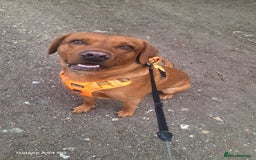 Labrador Retriever dogs for sale: Must go together  - Image 7