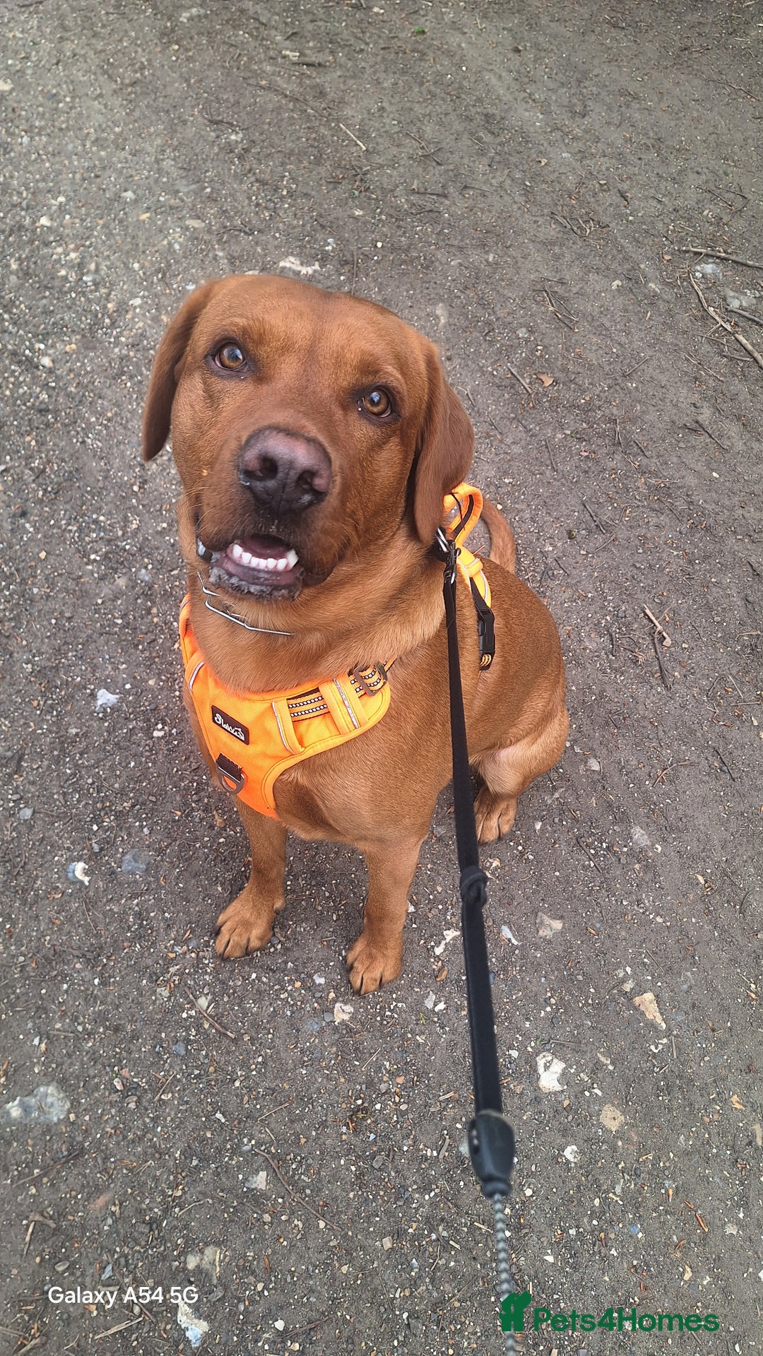 Labrador Retriever dogs for sale: Must go together  - Image 7