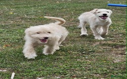 Mixed Breed dogs for sale: German Shepherd x Standard Poodle *Health tested* in Boston - Image 8