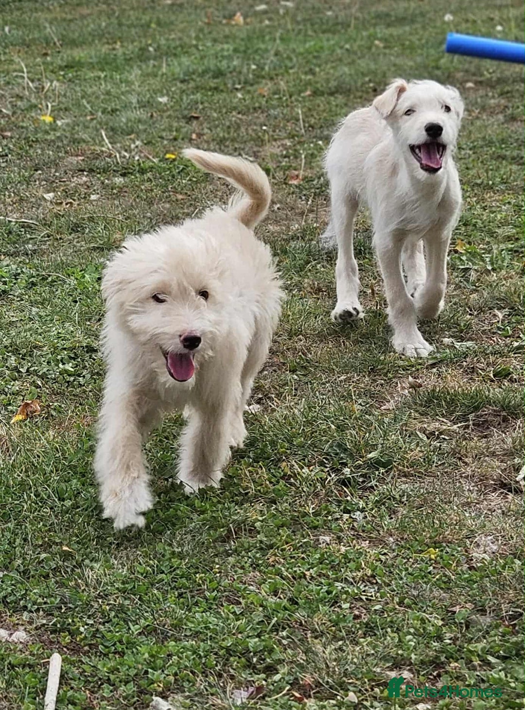 Mixed Breed dogs for sale: German Shepherd x Standard Poodle *Health tested* in Boston - Image 8