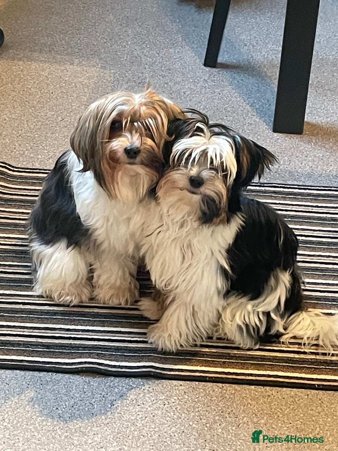 Biewer Terrier dogs for stud: Biewer terrier stud - Advert 15