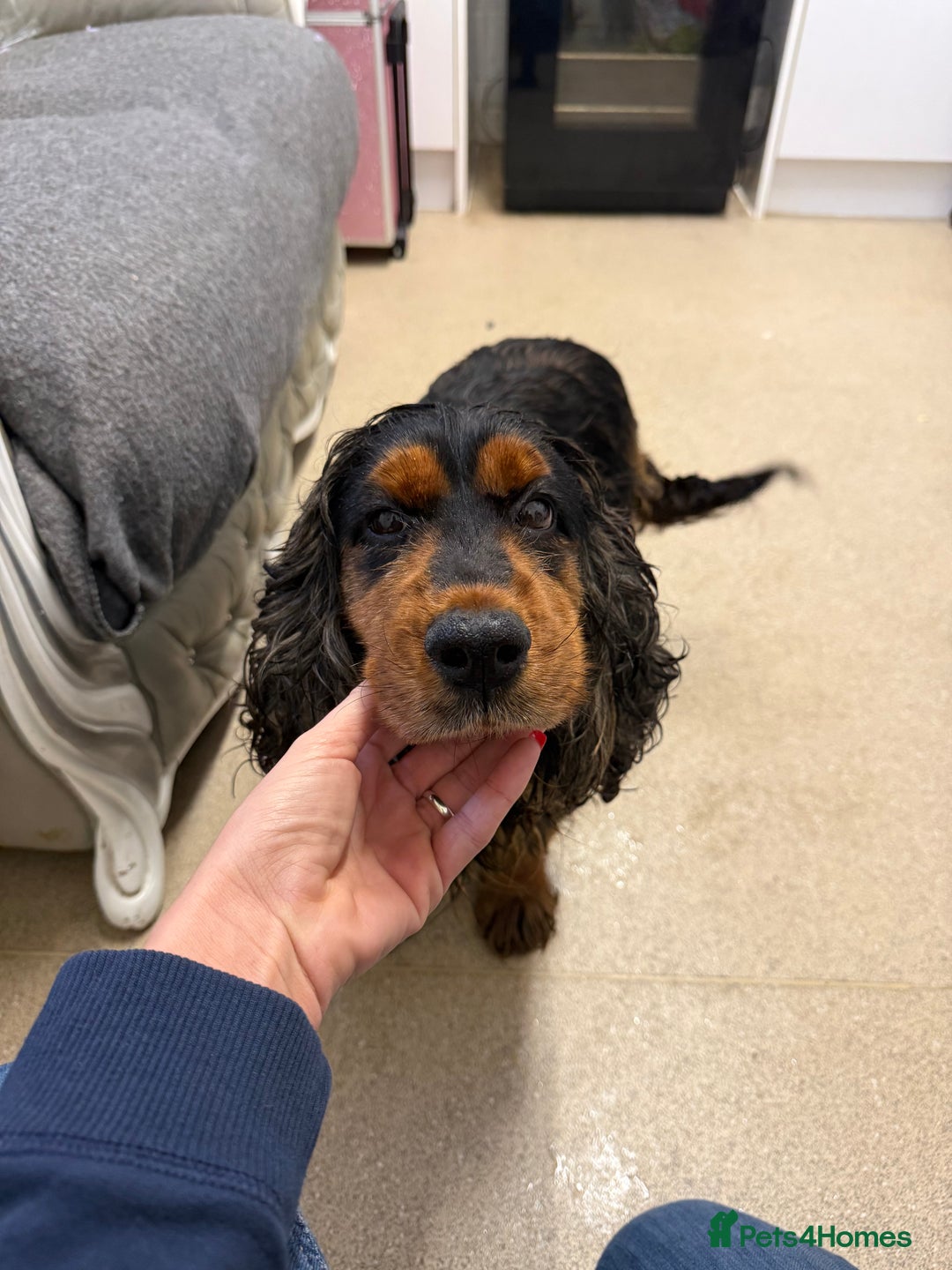 Cockapoo dogs for sale: Cockapoo puppies - Advert 2