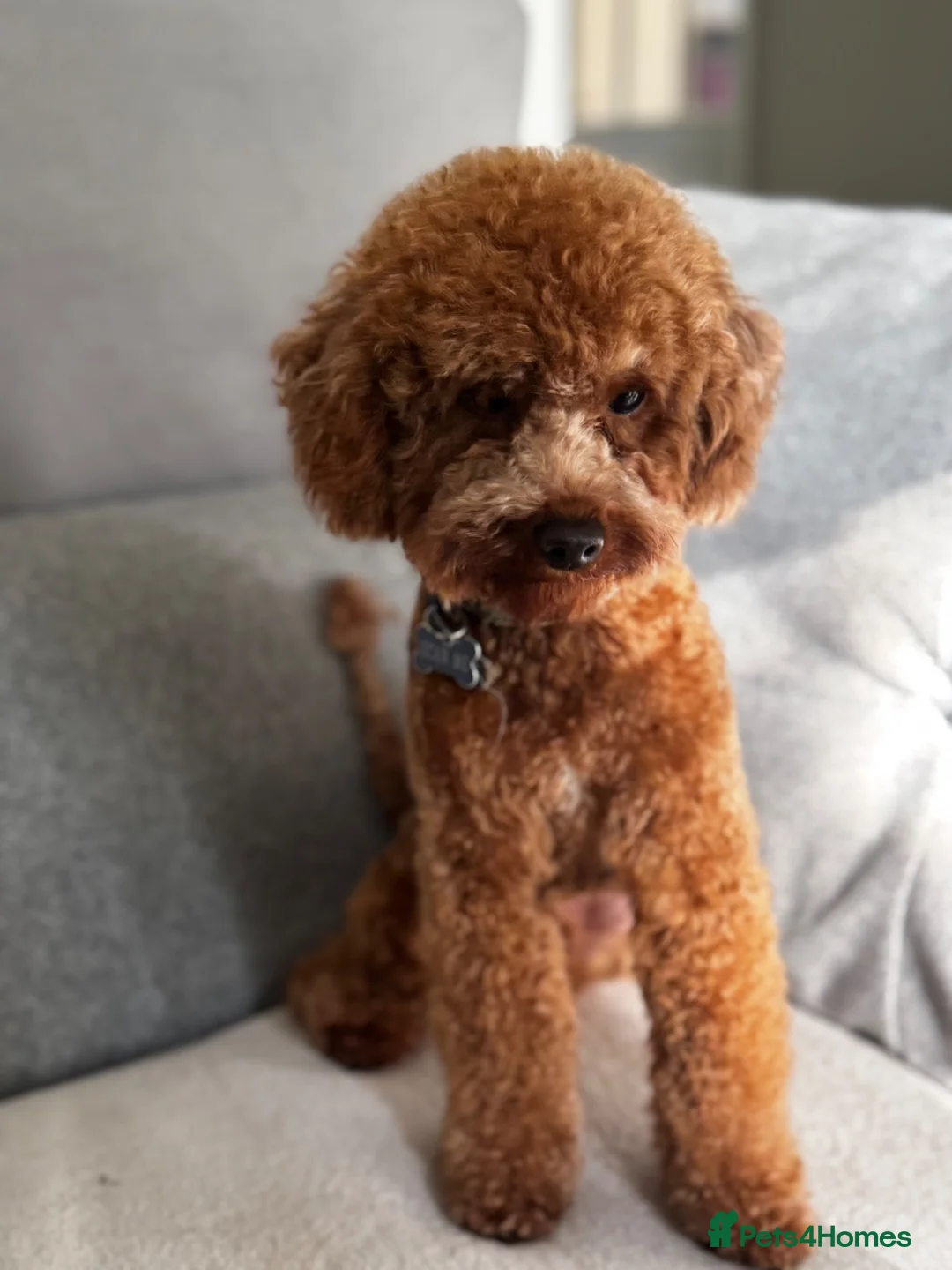 Miniature Poodle dogs for stud: Miniature Poodle Stud  - Advert 3