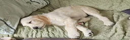 Double Doodle dogs for sale: Double Doodle Puppies (Hypoallergenic) - Advert 16
