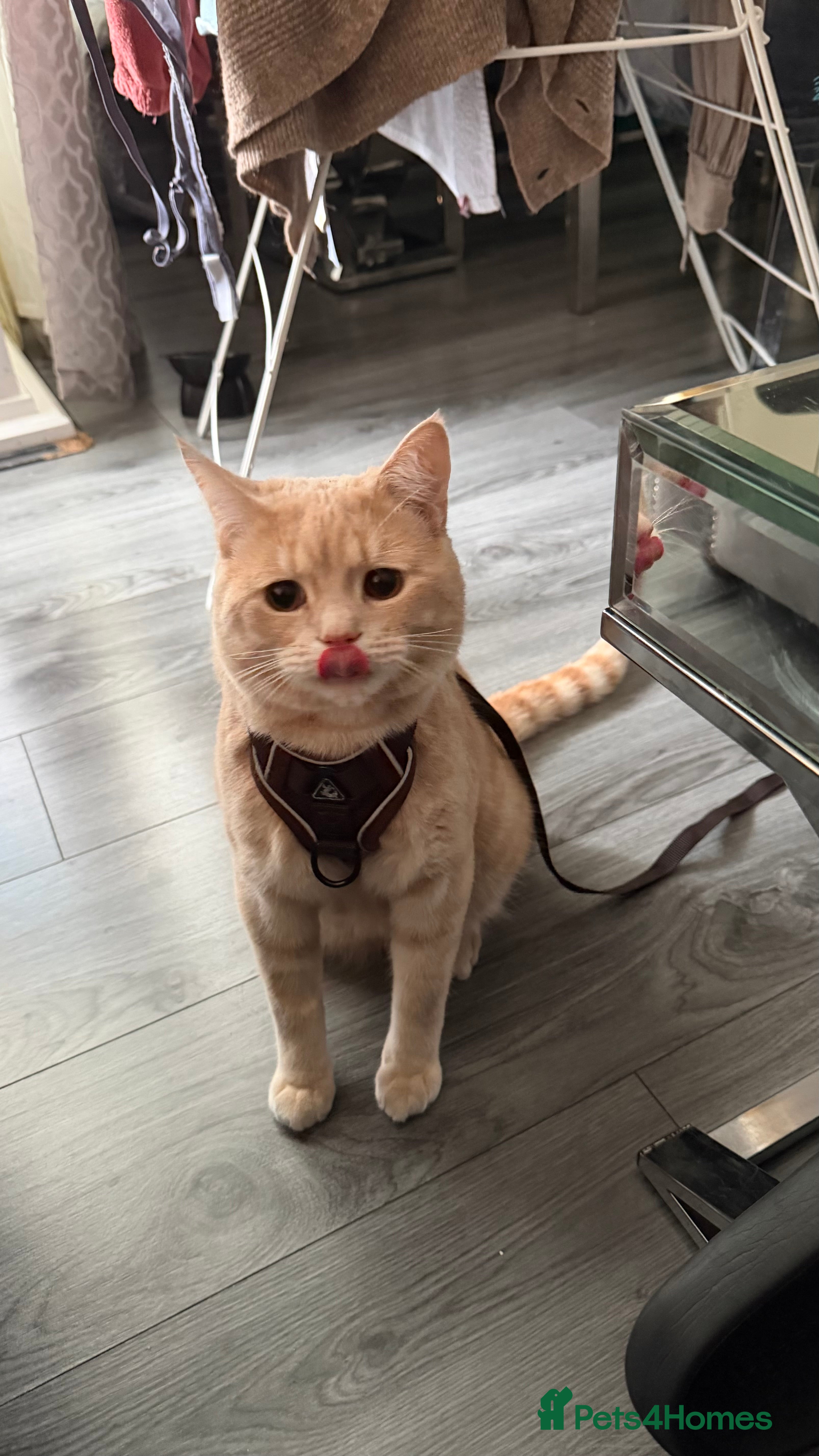 Mixed Breed cats British shorthair X Domestic long hair (ginger)  - Advert 2