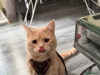 Mixed Breed cats British shorthair X Domestic long hair (ginger) - Advert 2