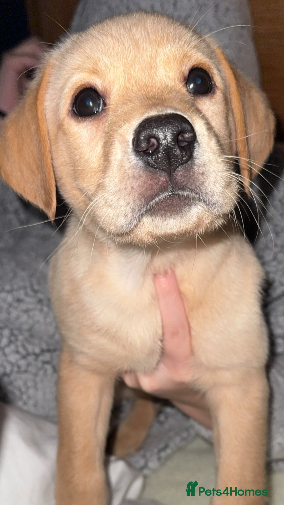 Labrador Retriever dogs for sale: 9 week old Labrador Puppies, - Advert 9