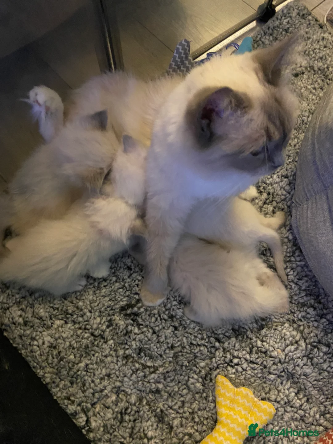 Ragdoll cats for sale: ❤️Beautiful Baby Ragdolls ❤️ - Advert 7
