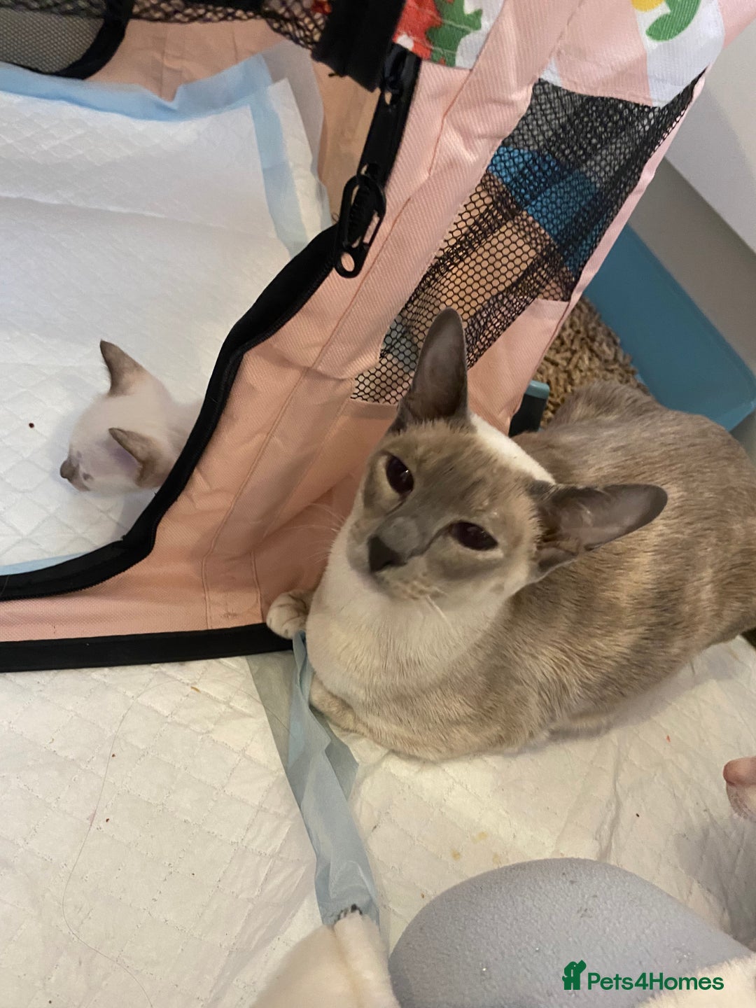 Siamese cats for sale:  Flame point Siamese kittens  - Advert 2